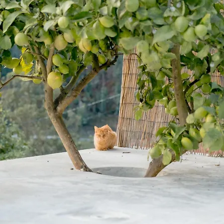 Дом отдыха Douro Rural