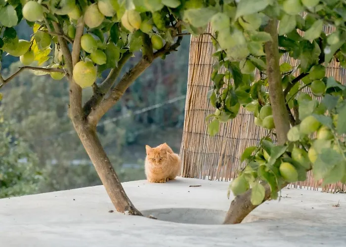 Сasa de vacaciones Douro Rural